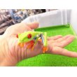 画像3: 美！　アカメアマガエル　約５ｃｍ　１ (3)