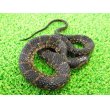 画像5: 美！　ナンブミズベヘビ　約４０cm　１ (5)