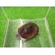画像6: 美！　クリイロハコヨコクビガメ　約７cm　１ (6)