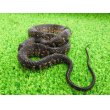 画像2: 美！　ナンブミズベヘビ　約４０cm　１ (2)