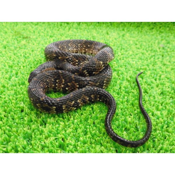 画像2: 美！　ナンブミズベヘビ　約４０cm　１ (2)