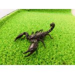 画像: 美！　チャグロサソリ♂　頭から尾まで約１０cm　１