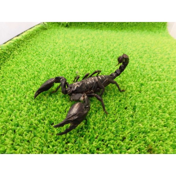 画像1: 美！　チャグロサソリ♂　頭から尾まで約１０cm　１ (1)