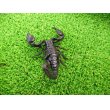画像4: 美！　チャグロサソリ♂　頭から尾まで約１０cm　１ (4)