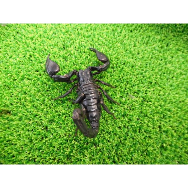 画像4: 美！　チャグロサソリ♂　頭から尾まで約１０cm　１ (4)