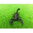 画像2: 美！　チャグロサソリ♂　頭から尾まで約１０cm　１ (2)