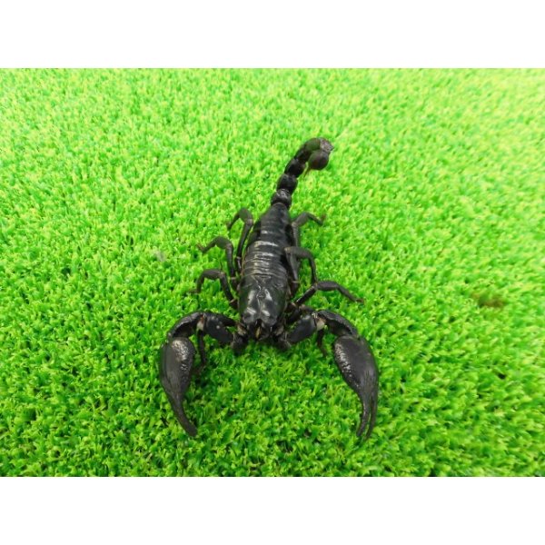 画像2: 美！　チャグロサソリ♂　頭から尾まで約１０cm　１ (2)