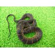 画像6: 美！　ナンブミズベヘビ　約４０cm　１ (6)