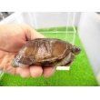 画像2: 美！　クリイロハコヨコクビガメ　約７cm　１ (2)