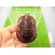 画像1: 美！　クリイロハコヨコクビガメ　約７cm　１ (1)