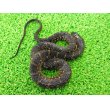 画像4: 美！　ナンブミズベヘビ　約４０cm　１ (4)