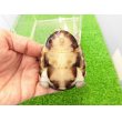 画像4: 美！　クリイロハコヨコクビガメ　約７cm　１ (4)