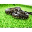 画像1: 美！　ナンブミズベヘビ　約４０cm　１ (1)