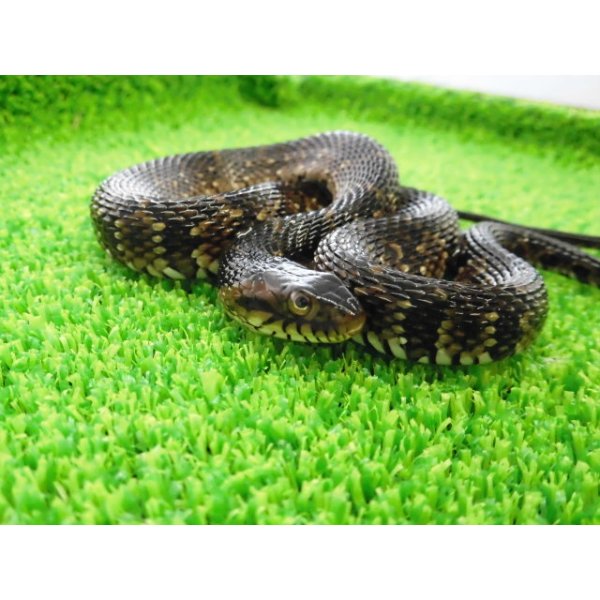 画像1: 美！　ナンブミズベヘビ　約４０cm　１ (1)