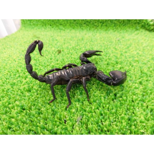 画像3: 美！　チャグロサソリ♂　頭から尾まで約１０cm　１ (3)
