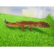 画像6: 美！　メラニスティックタンジェリン（ヒョウモントカゲモドキ）　約１５cm♂　１ (6)