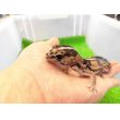 画像2: 美！　ニシアフリカトカゲモドキ（ホワイトアウト）　約１４cm♀　１ (2)