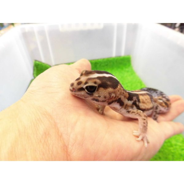 画像2: 美！　ニシアフリカトカゲモドキ（ホワイトアウト）　約１４cm♀　１ (2)