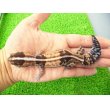 画像1: 美！　ニシアフリカトカゲモドキ（ホワイトアウト）　約１４cm♀　１ (1)