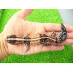 画像: 美！　ニシアフリカトカゲモドキ（ホワイトアウト）　約１４cm♀　１