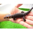 画像6: 美！　アカメカブトトカゲ　約１６cm♀　１ (6)