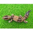 画像4: 美！　ニシアフリカトカゲモドキ（ホワイトアウト）　約１４cm♀　１ (4)