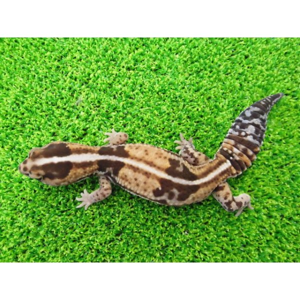 画像4: 美！　ニシアフリカトカゲモドキ（ホワイトアウト）　約１４cm♀　１ (4)