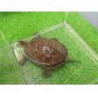 画像2: 美！　カスピイシガメ　約８cm　たぶん♂　２ (2)