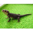 画像4: 美！　アカメカブトトカゲ　約１６cm♀　１ (4)