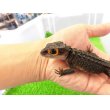 画像3: 美！　アカメカブトトカゲ　約１６cm♀　１ (3)