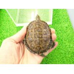 画像: 美！　カスピイシガメ　約８cm　たぶん♂　２