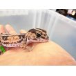 画像3: 美！　ニシアフリカトカゲモドキ（ホワイトアウト）　約１４cm♀　１ (3)