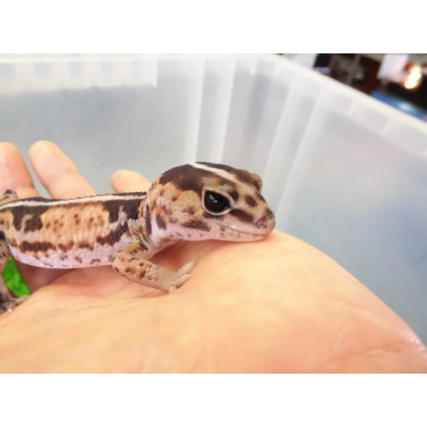 画像3: 美！　ニシアフリカトカゲモドキ（ホワイトアウト）　約１４cm♀　１ (3)