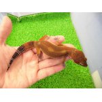 画像: 美！　メラニスティックタンジェリン（ヒョウモントカゲモドキ）　約１５cm♂　１