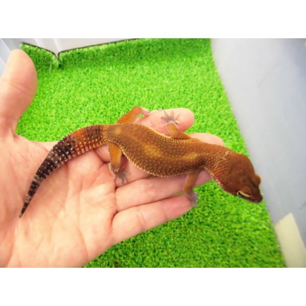 画像1: 美！　メラニスティックタンジェリン（ヒョウモントカゲモドキ）　約１５cm♂　１ (1)