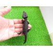 画像7: 美！　アカメカブトトカゲ　約１６cm♀　１ (7)