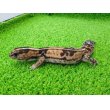 画像5: 美！　ニシアフリカトカゲモドキ（ホワイトアウト）　約１４cm♀　１ (5)