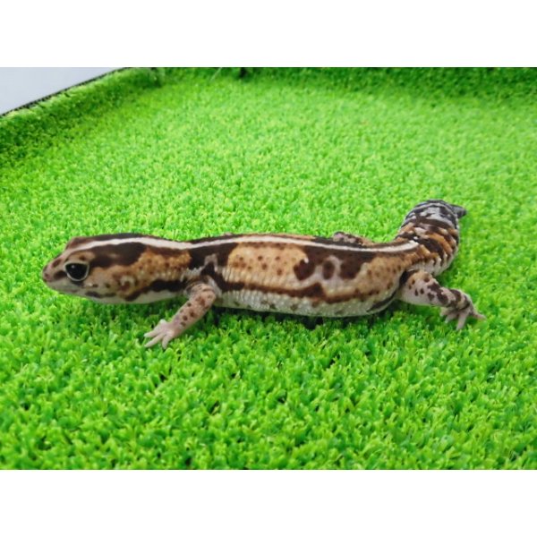 画像5: 美！　ニシアフリカトカゲモドキ（ホワイトアウト）　約１４cm♀　１ (5)