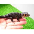 画像1: 美！　アカメカブトトカゲ　約１６cm♀　１ (1)