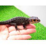 画像: 美！　アカメカブトトカゲ　約１６cm♀　１