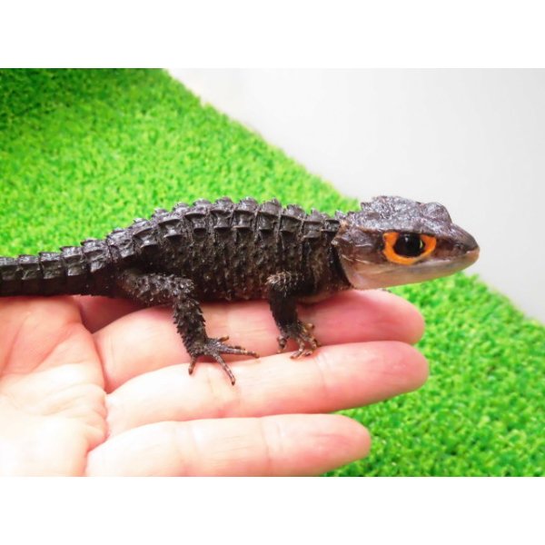 画像1: 美！　アカメカブトトカゲ　約１６cm♀　１ (1)