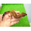 画像2: 美！　メラニスティックタンジェリン（ヒョウモントカゲモドキ）　約１５cm♂　１ (2)