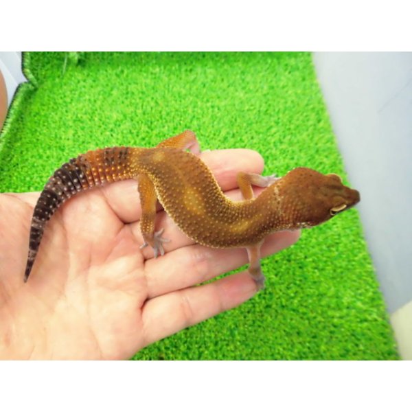 画像2: 美！　メラニスティックタンジェリン（ヒョウモントカゲモドキ）　約１５cm♂　１ (2)