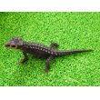 画像5: 美！　アカメカブトトカゲ　約１６cm♀　１ (5)
