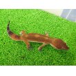 画像5: 美！　メラニスティックタンジェリン（ヒョウモントカゲモドキ）　約１５cm♂　１ (5)