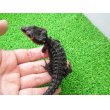 画像2: 美！　アカメカブトトカゲ　約１６cm♀　１ (2)