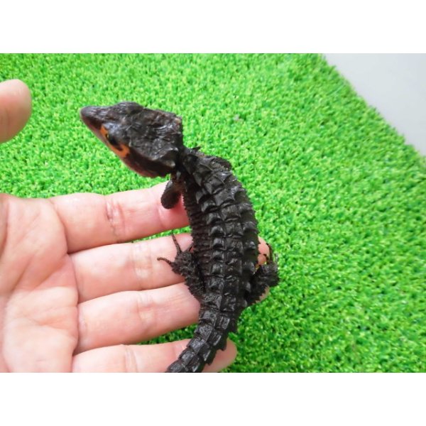 画像2: 美！　アカメカブトトカゲ　約１６cm♀　１ (2)