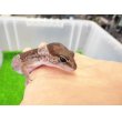 画像3: 美！　ニシアフリカトカゲモドキ（オレオ）　約１３cm♀　１ (3)