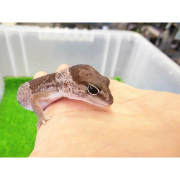 画像3: 美！　ニシアフリカトカゲモドキ（オレオ）　約１３cm♀　１ (3)