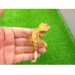 画像4: 美！　クレステッドゲッコー（ハーレクイン）　約１４cm♀ １ (4)